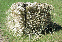 quack grass ground blind